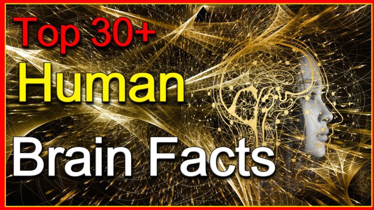 Human Brain Facts In Hindi