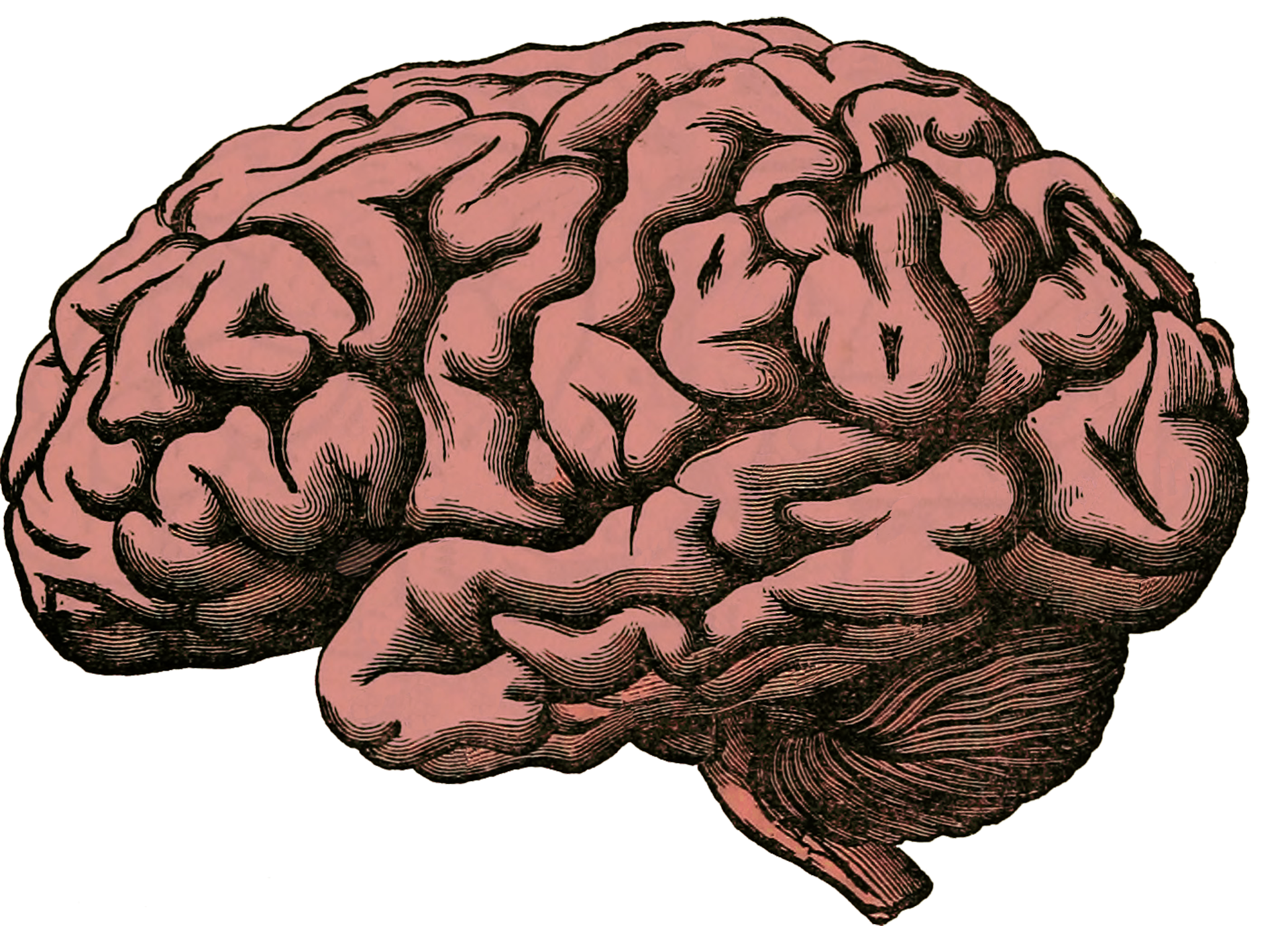 Human Brain Facts In Hindi