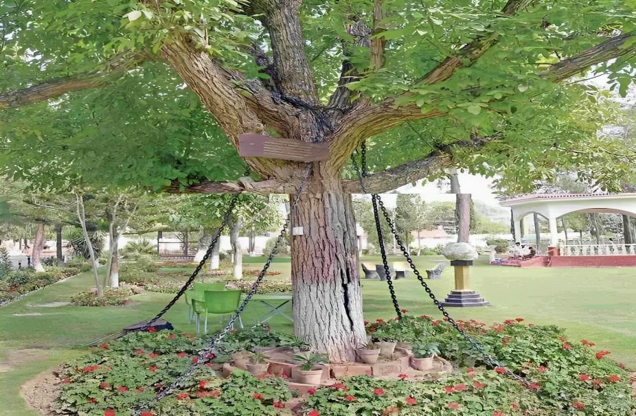 पाकिस्तान में 121 सालों से जंजीरों में जकड़ा है बरगद का पेड़: पाकिस्तान में क्यों गिरफ्तार है एक पेड़