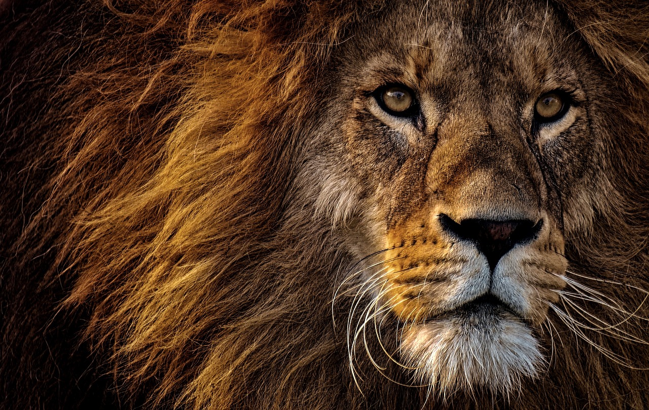 Top 25+ Interesting Facts About Lion In Hindi