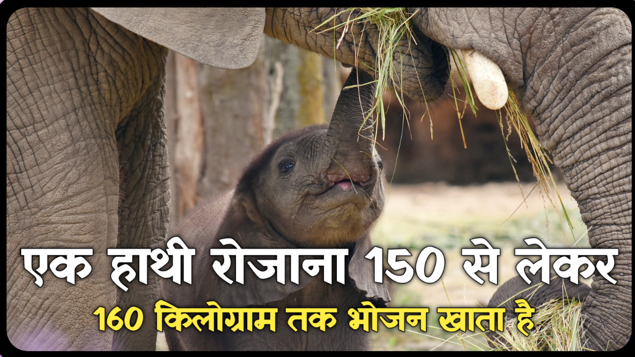 हाथियों के हैरान करने वाले रोचक तथ्य: Elephant Facts In Hindi