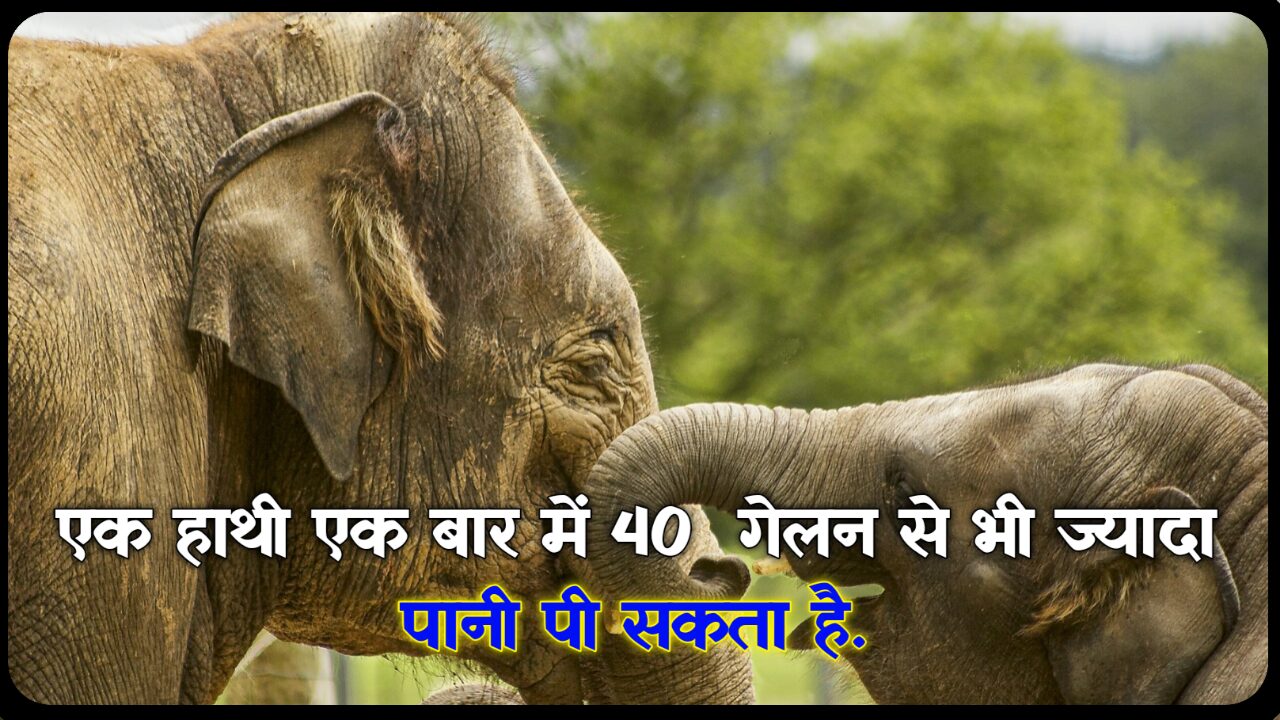 हाथियों के हैरान करने वाले रोचक तथ्य: Elephant Facts In Hindi