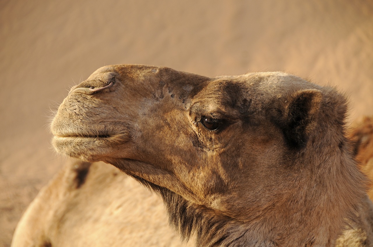 Camel Facts In Hindi 