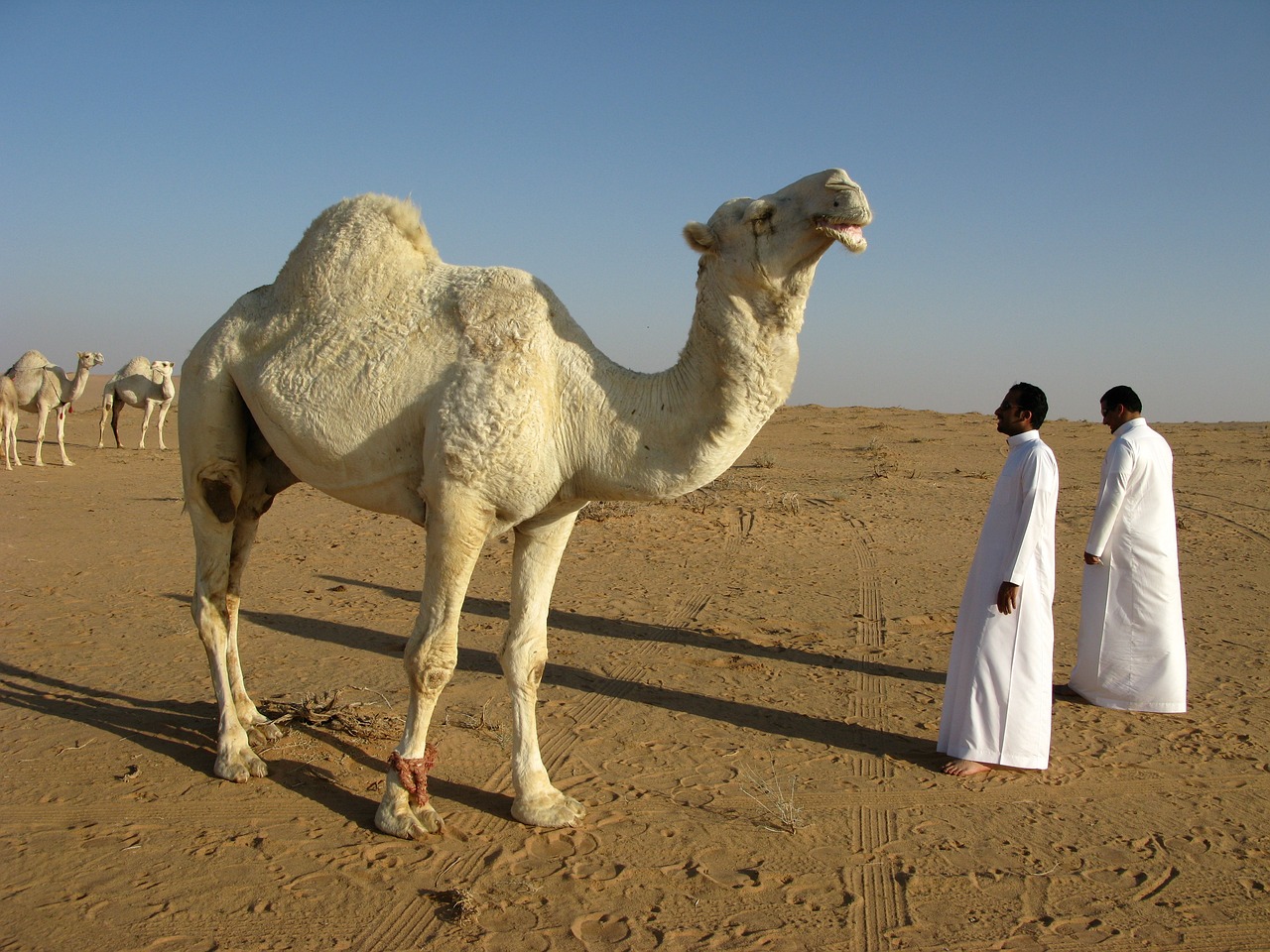 Camel Facts In Hindi 