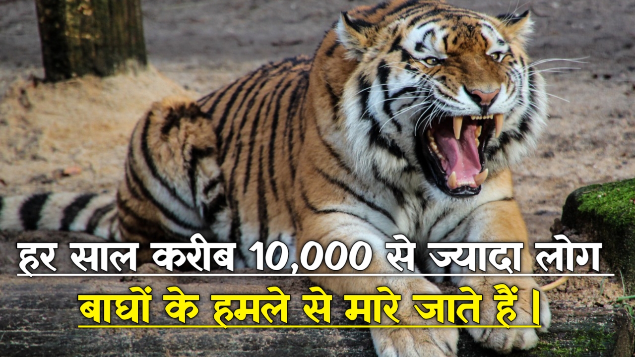 बाघों के बारे में हैरान करने वाले रोचक तथ्य: Interesting Facts About Tiger In Hindi