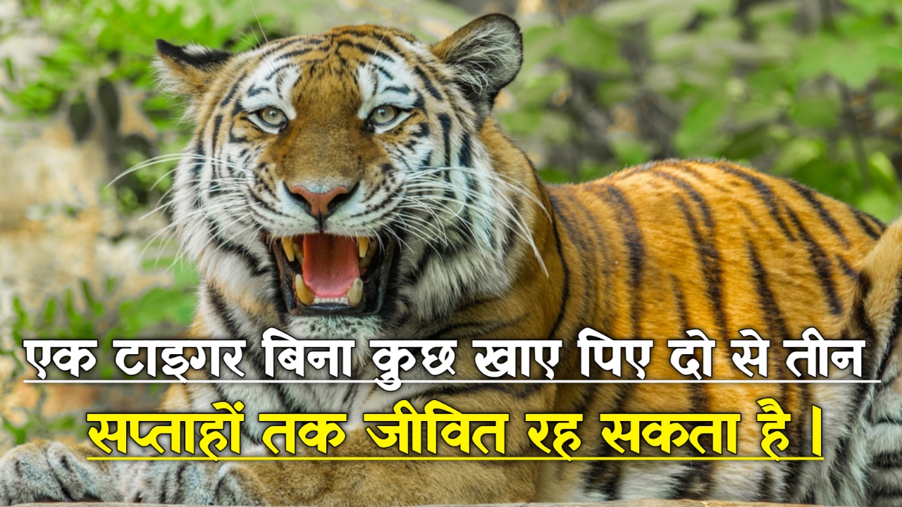 बाघों के बारे में हैरान करने वाले रोचक तथ्य: Interesting Facts About Tiger In Hindi