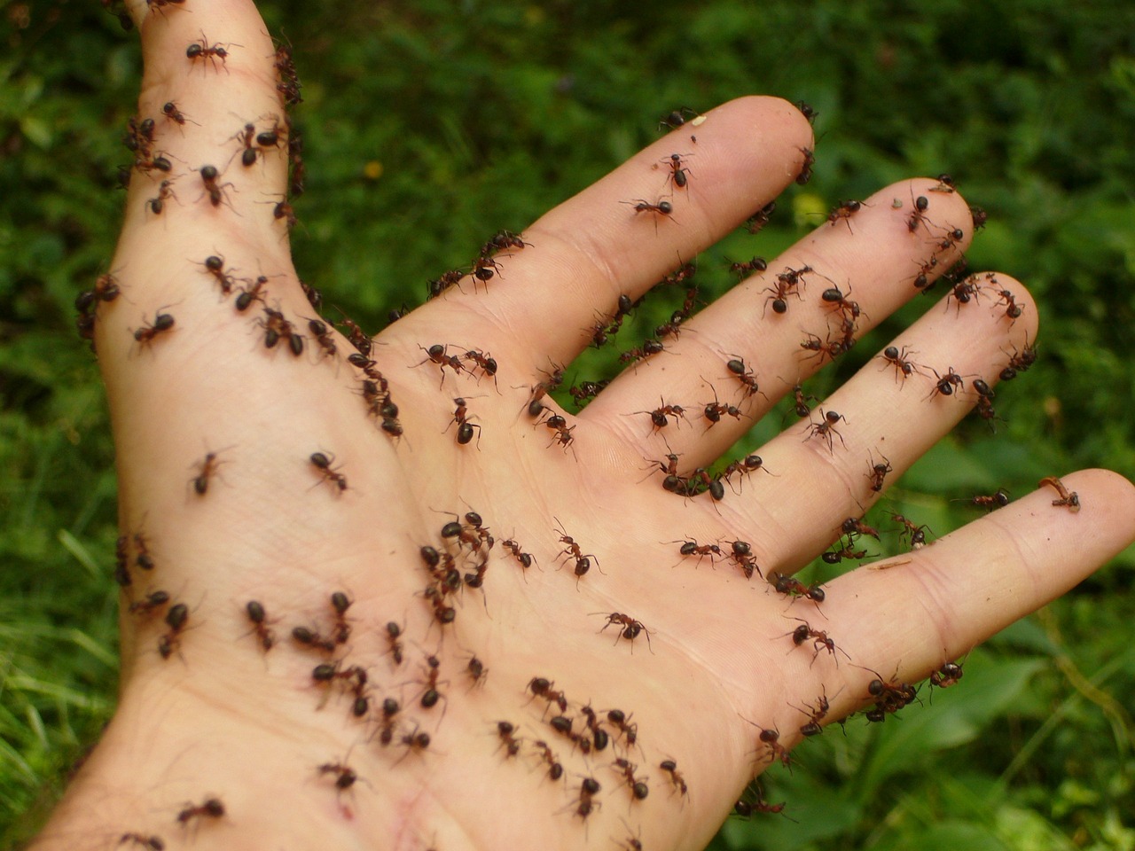 इस देश में एक भी चीटीं क्यों नही है: किस देश में एक भी चींटी नहीं है?