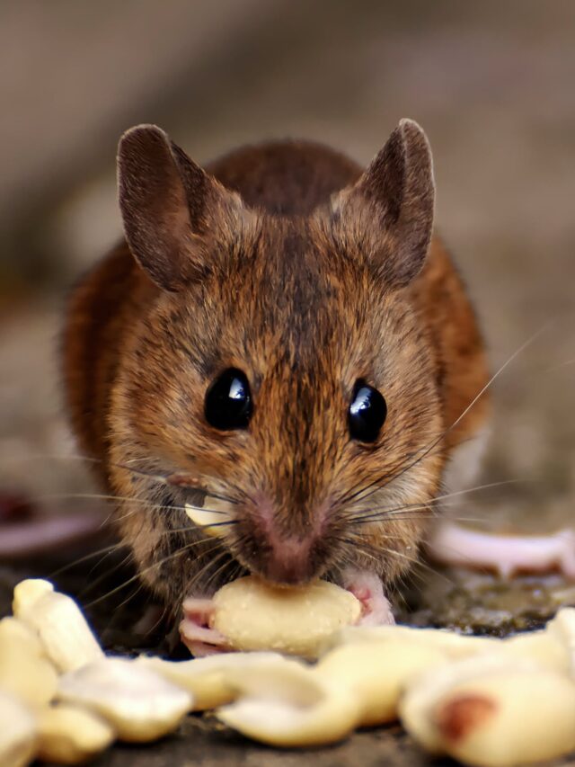 चूहे सामान क्यों काटते हैं ?