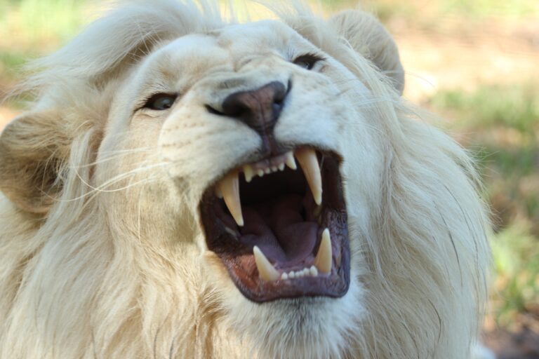 10 Amazing Facts About Lion, 10 Facts About Lion