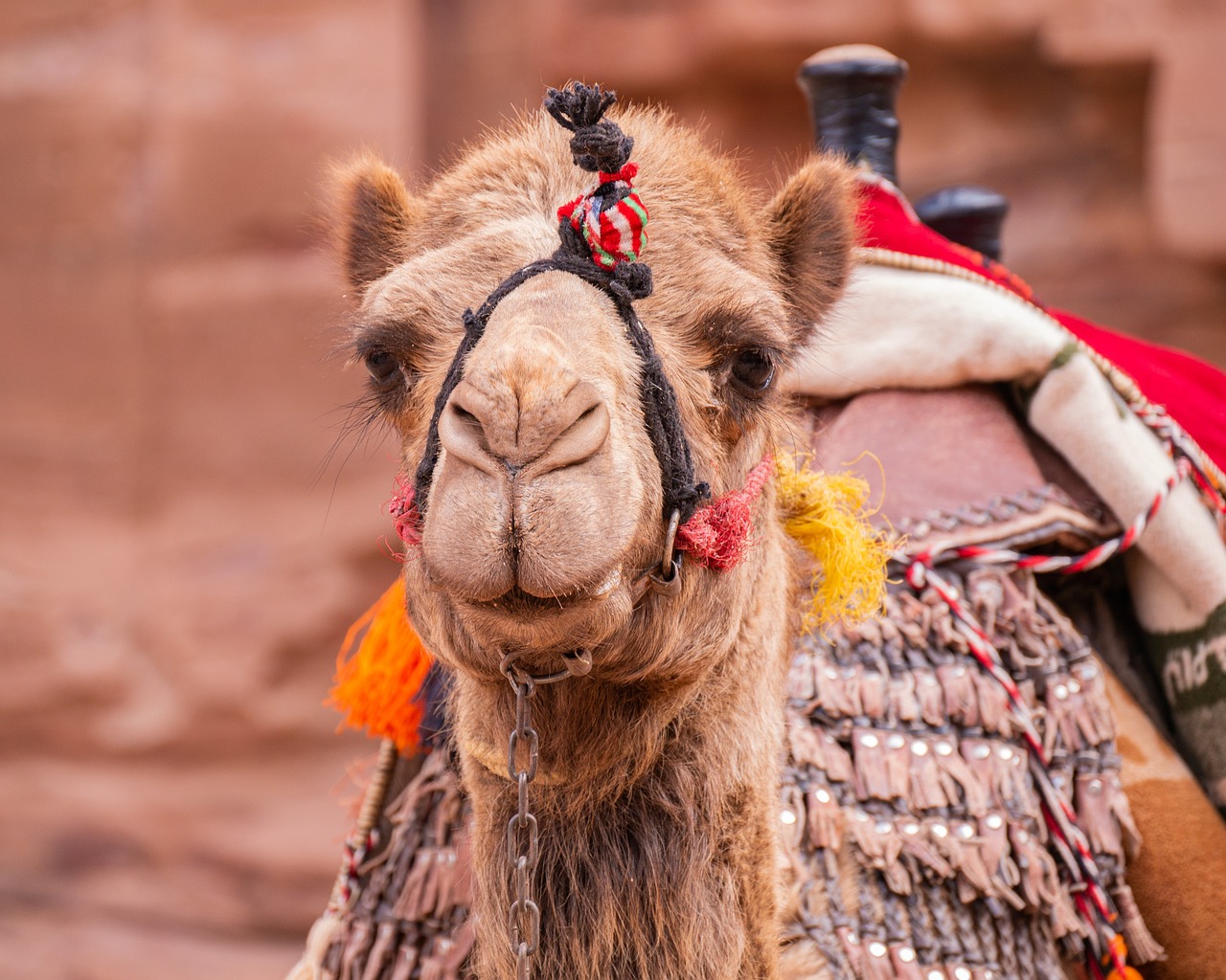 10 Amazing Camel Facts In Hindi: 10 Interesting Facts About Camel