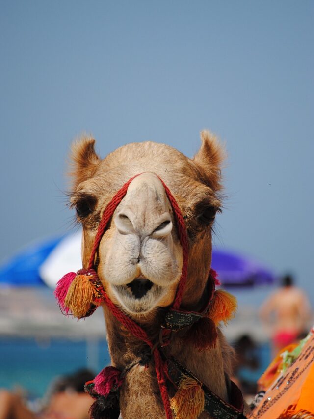 10 Amazing Camel Facts In Hindi