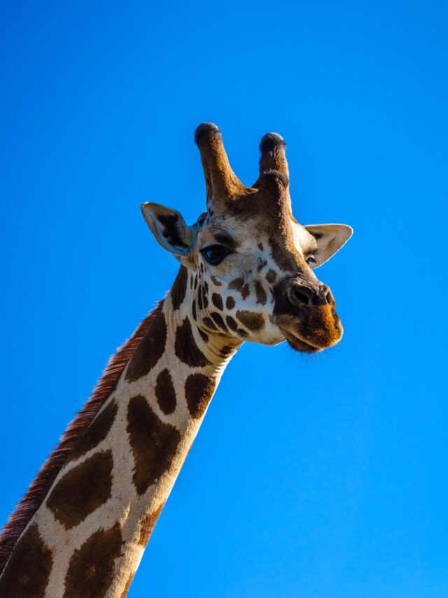 10 Facts About Giraffe