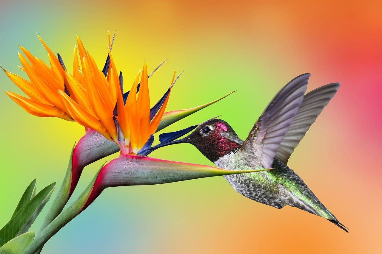 विश्व की सबसे छोटा पक्षी, Facts About Humming bird In Hindi