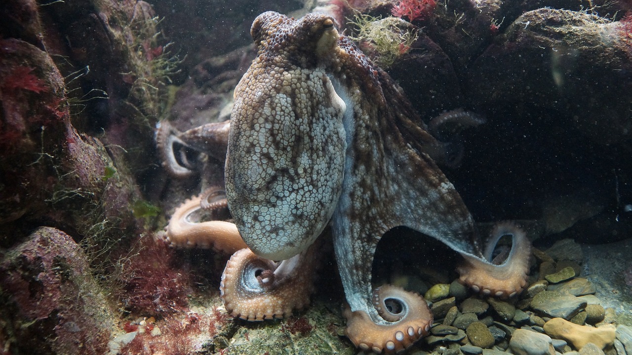 भूख लगने पर अपने आप को ही खाने वाला जीव: Facts About Octopus In Hindi