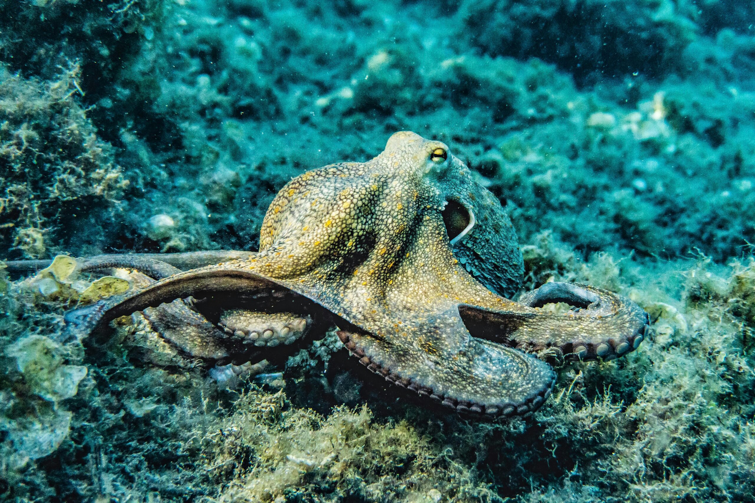 भूख लगने पर अपने आप को ही खाने वाला जीव: Facts About Octopus In Hindi