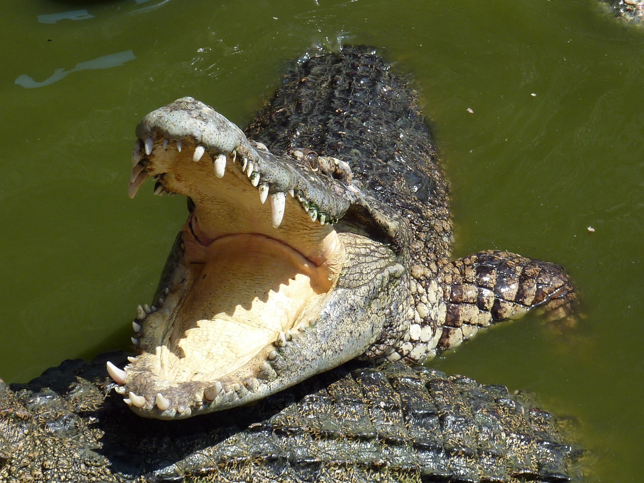 Facts About Crocodile In Hindi: मगरमच्छ के बारे में हैरान करने वाले रोचक तथ्य 