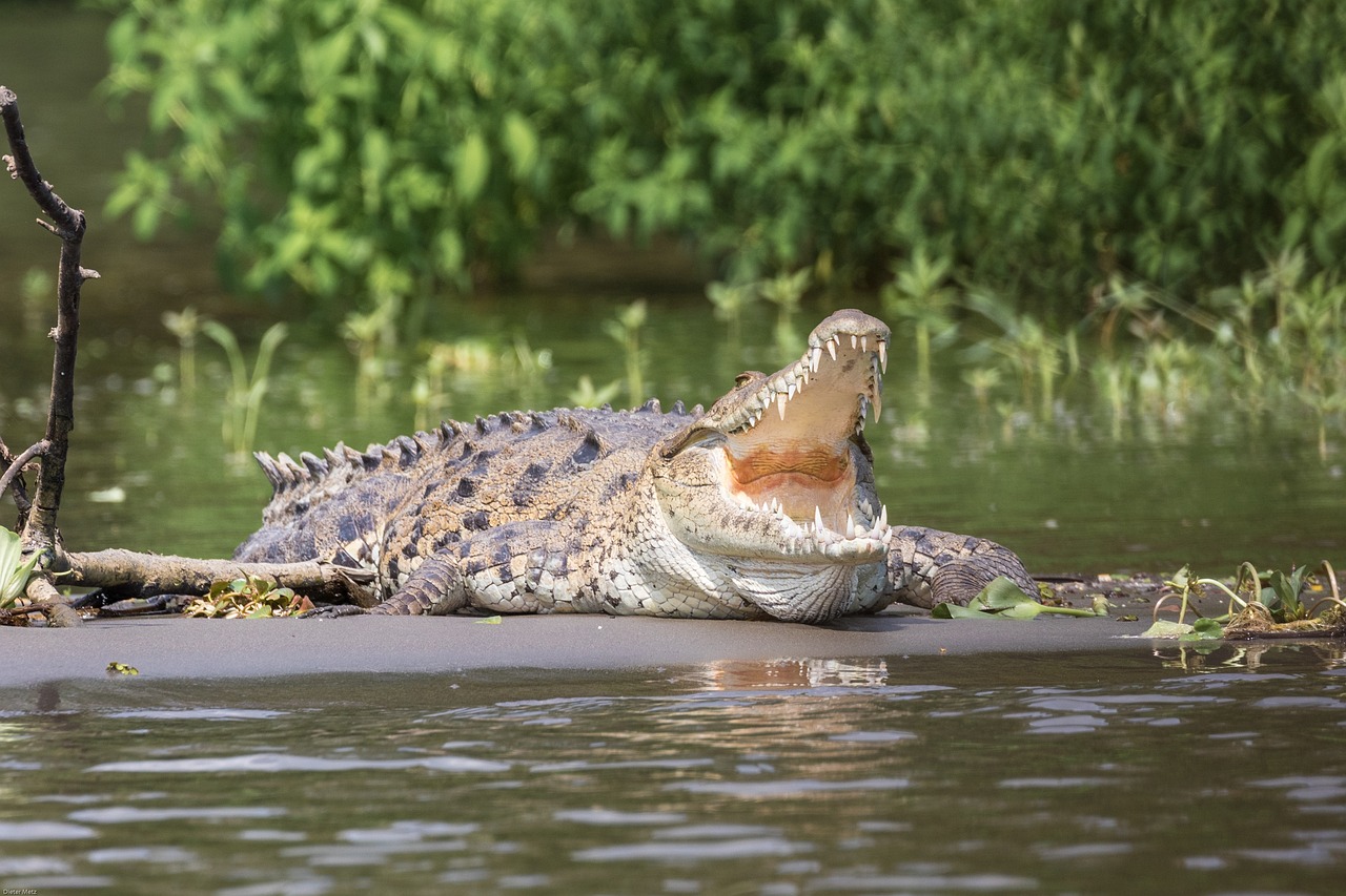 Facts About Crocodile In Hindi: मगरमच्छ के बारे में हैरान करने वाले रोचक तथ्य 