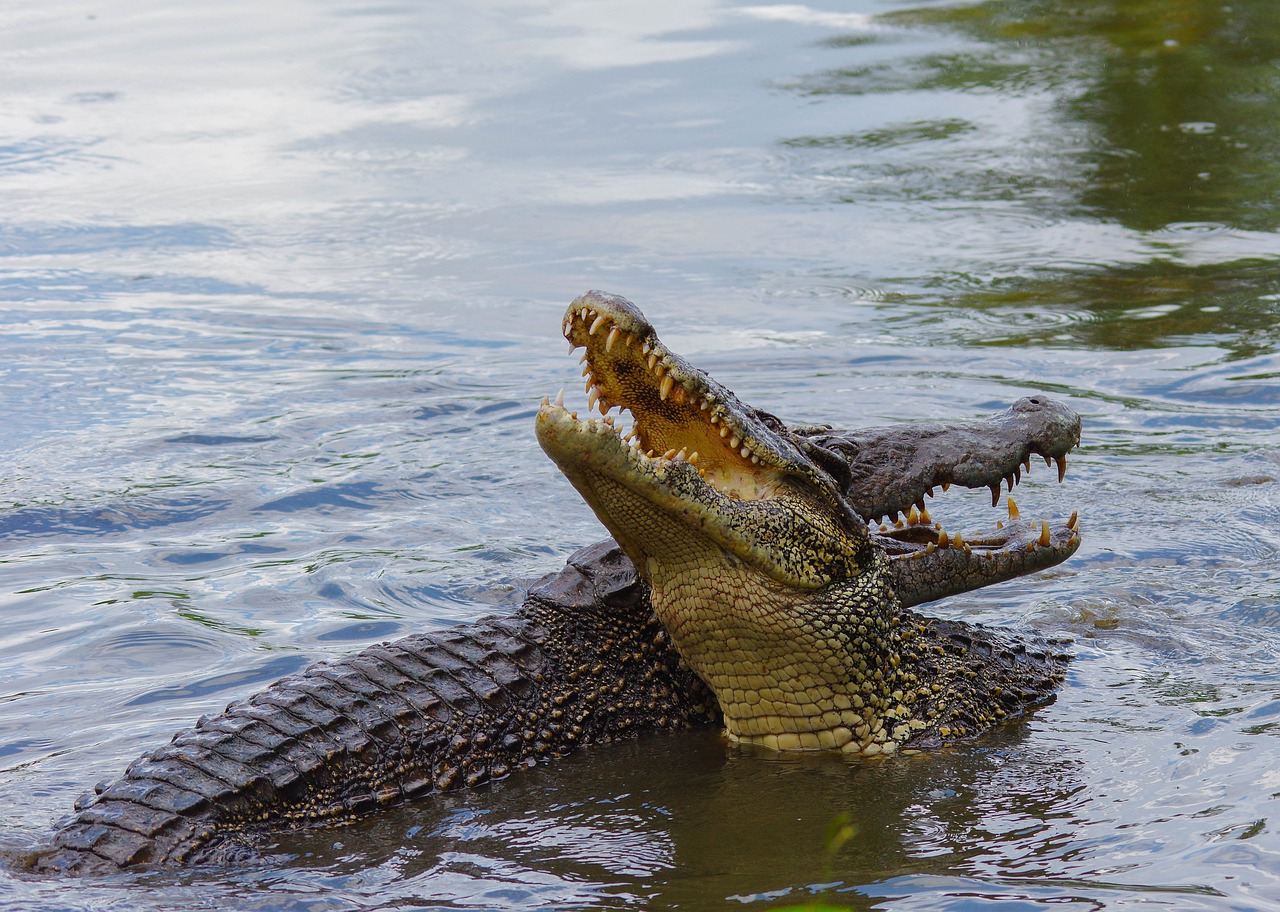 Facts About Crocodile In Hindi: मगरमच्छ के बारे में हैरान करने वाले रोचक तथ्य