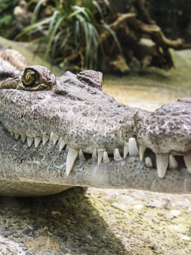 10 Facts About Crocodiles In Hindi