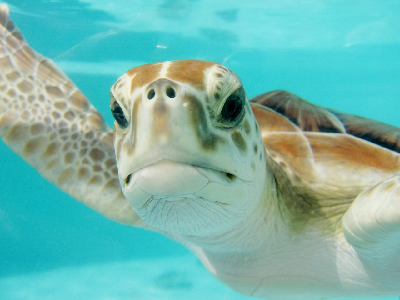 Top 30+ Facts About Turtle In Hindi: कछुओ के बारे में हैरान करने वाले रोचक तथ्य