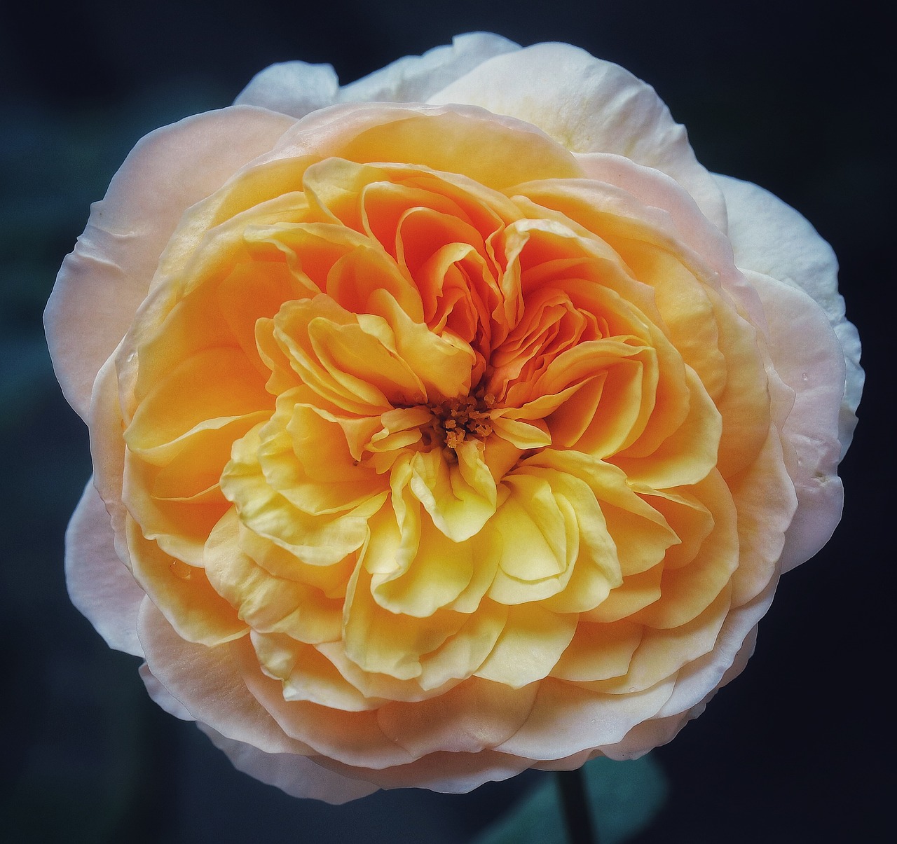 दुनिया का सबसे महंगा फुल: 90 करोड़ का एक गुलाब का फुल ?