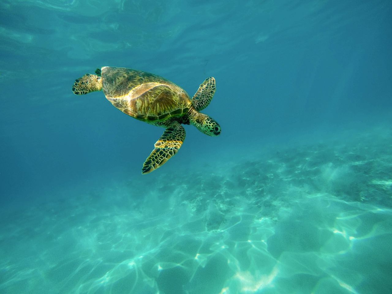 Top 30+ Facts About Turtle In Hindi: कछुओ के बारे में हैरान करने वाले रोचक तथ्य 