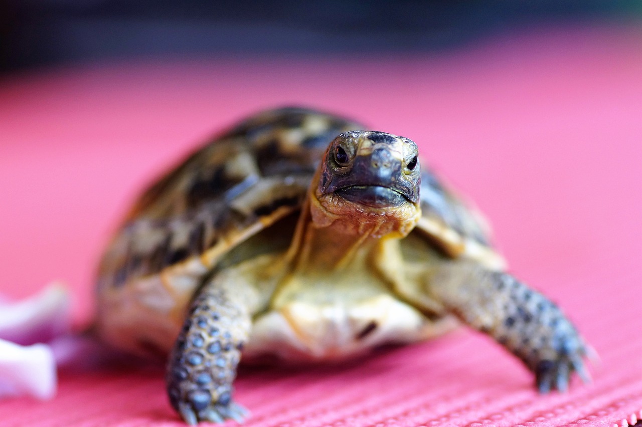 Top 30+ Facts About Turtle In Hindi: कछुओ के बारे में हैरान करने वाले रोचक तथ्य 