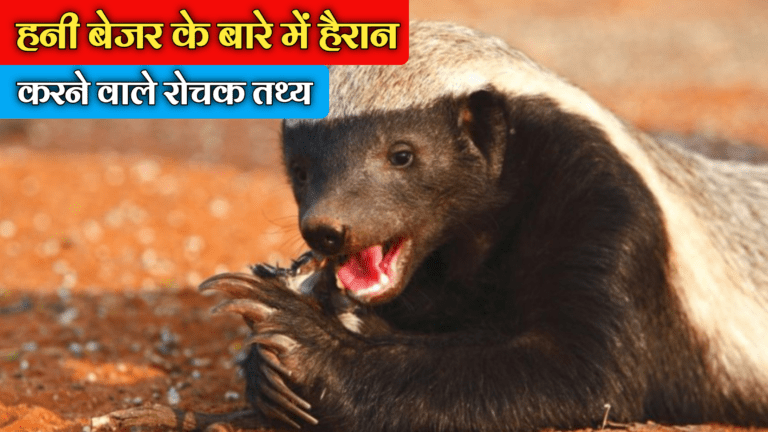 Facts About Honey Badger In Hindi: हनी बेजर के बारे में हैरान करने वाले रोचक तथ्य