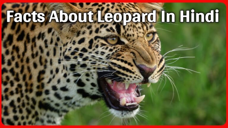 Top 25+ Interesting Facts About Leopard: Facts About Leopard In Hindi