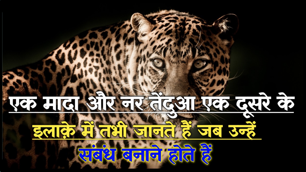 Top 25+ Interesting Facts About Leopard: Facts About Leopard In Hindi