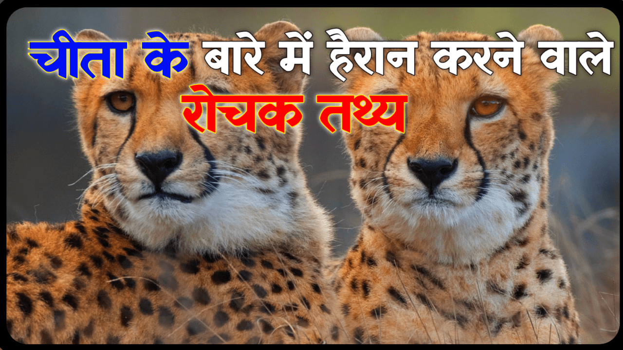 Top 20+ Facts About Cheetha In Hindi: चीता के बारे में हैरान करने वाले रोचक तथ्य