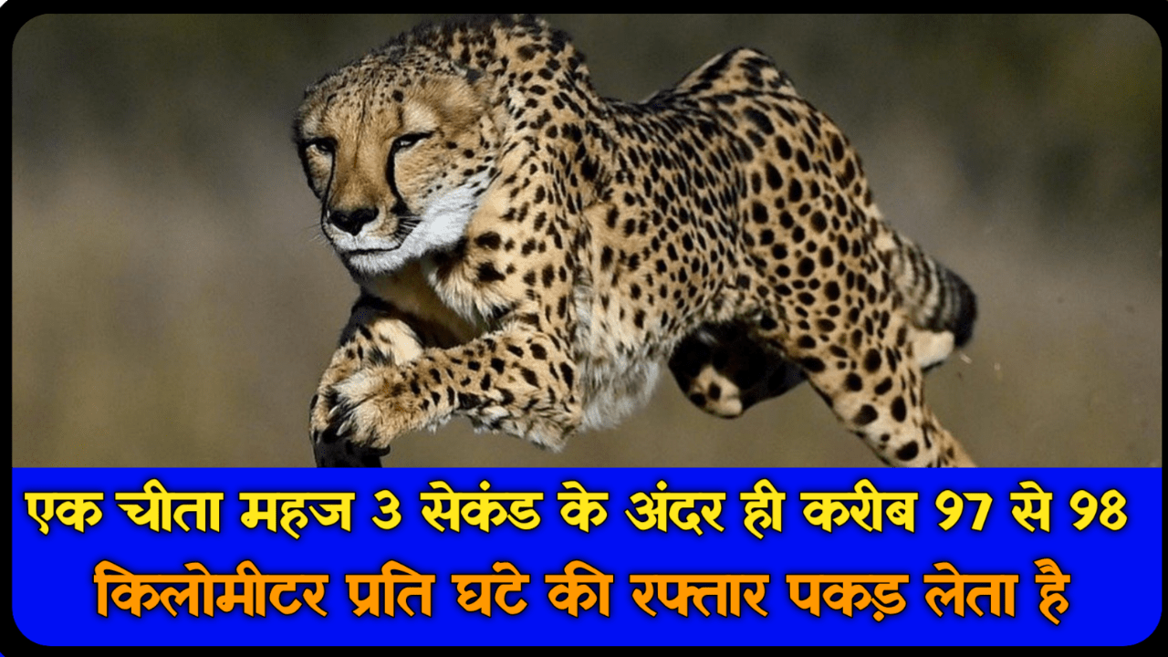 Top 20+ Facts About Cheetha In Hindi: चीता के बारे में हैरान करने वाले रोचक तथ्य 