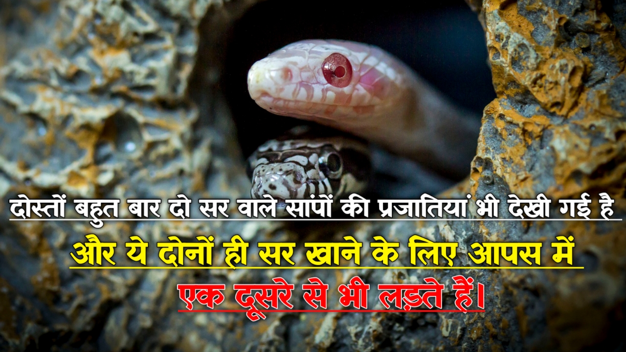 Snake Facts In Hindi: सांपों के बारे में हैरान करने वाले रोचक तथ्य 