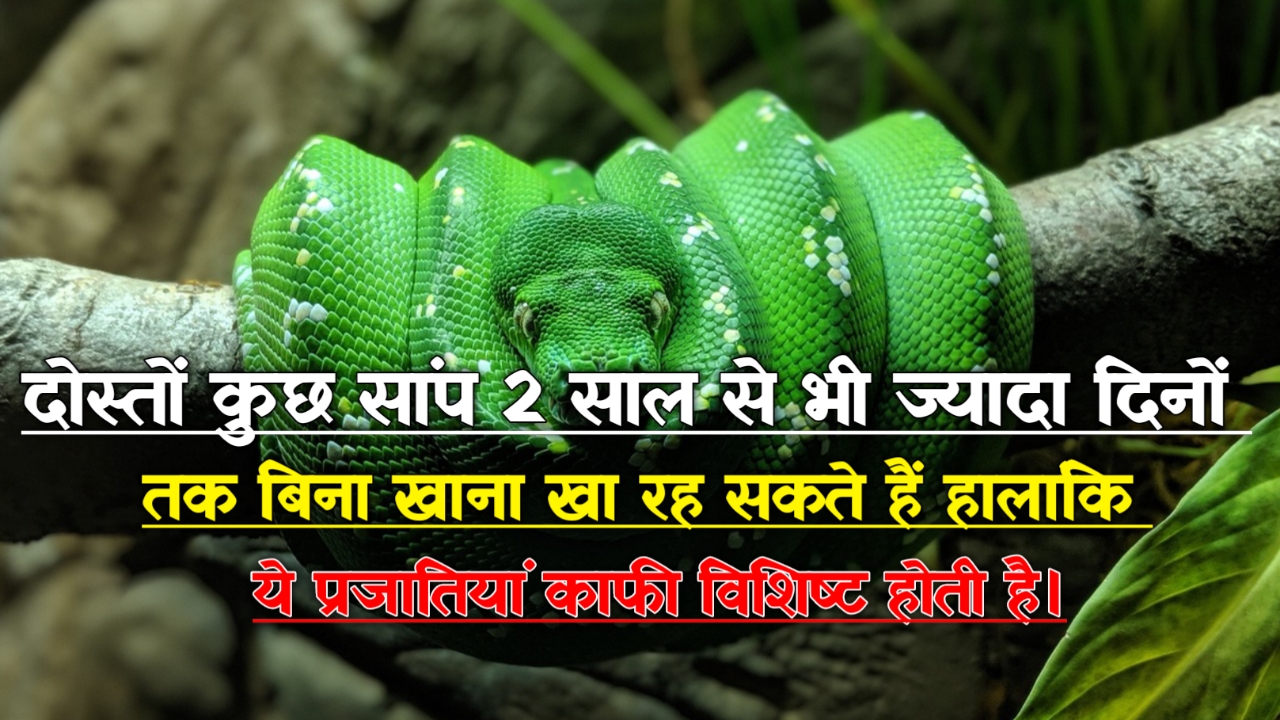 Snake Facts In Hindi: सांपों के बारे में हैरान करने वाले रोचक तथ्य 