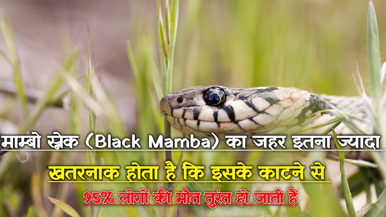 Snake Facts In Hindi: सांपों के बारे में हैरान करने वाले रोचक तथ्य 