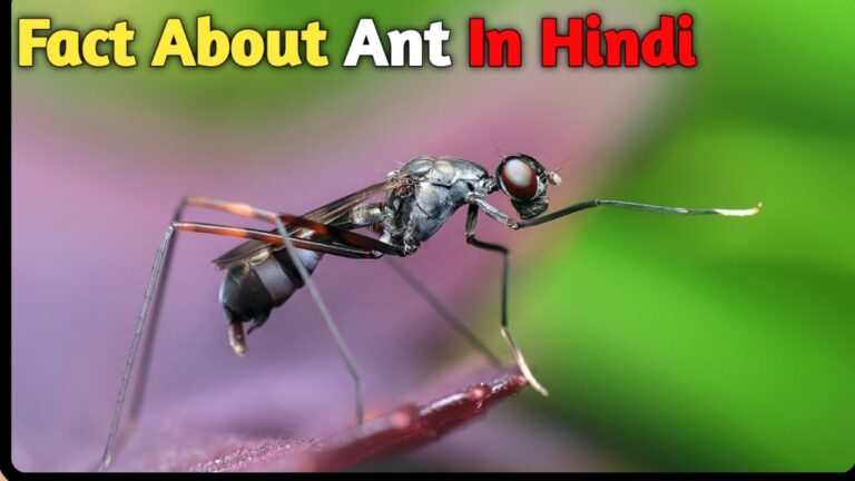 Facts About Ant In Hindi: चींटियों के बारे में हैरान करने वाले रोचक तथ्य