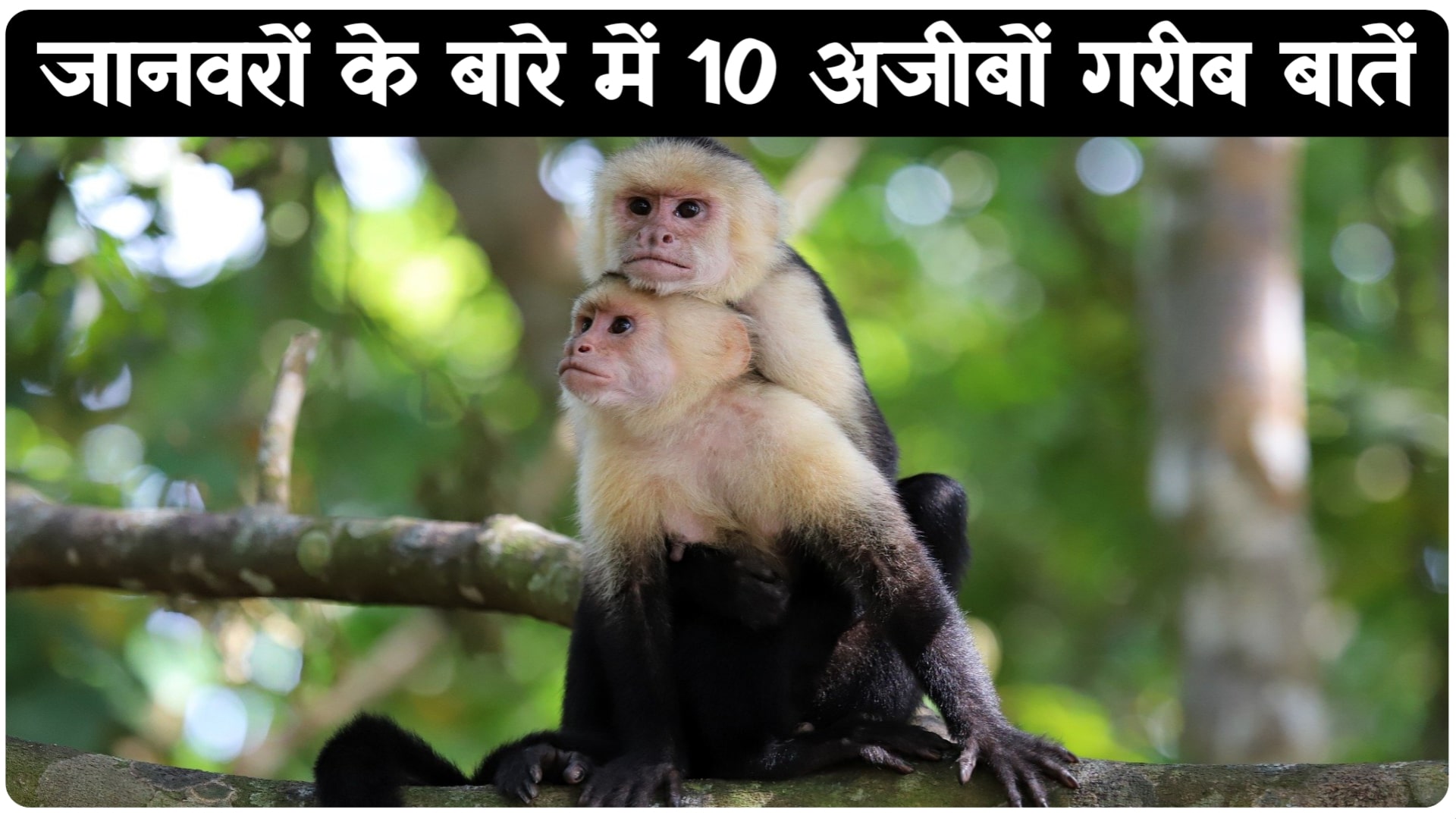 10 Amazing Facts About Animals In Hindi: जानवरों के बारे में 10 हैरान करने वाली अजीबो गरीब बाते